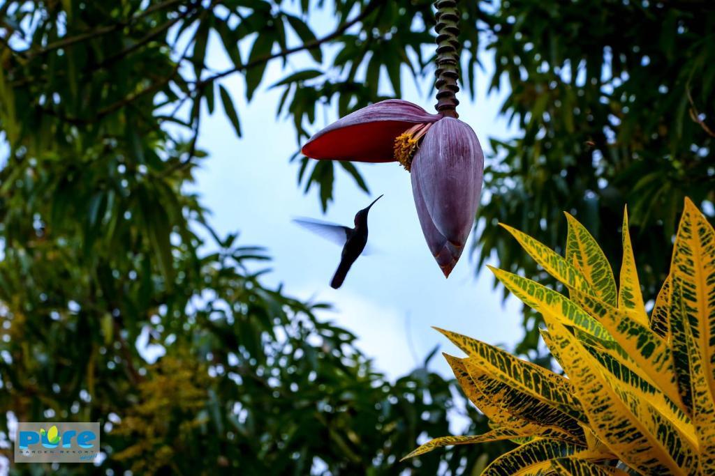Pure Garden Negril
