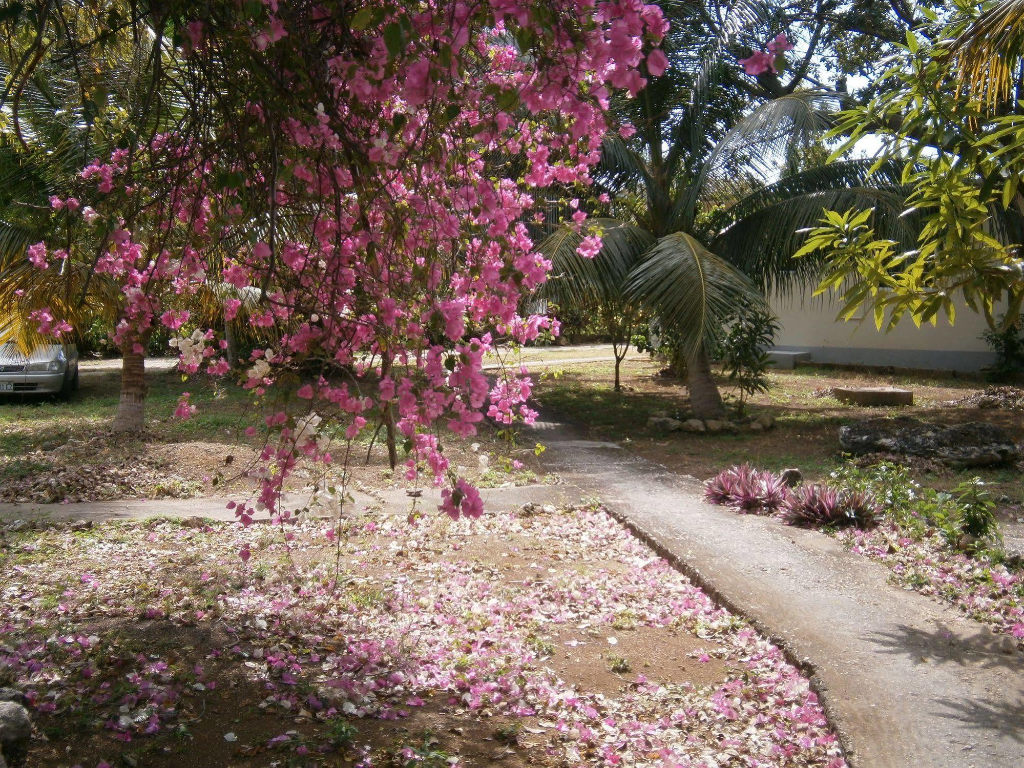 Hotel The Royal Hummingbird Negril