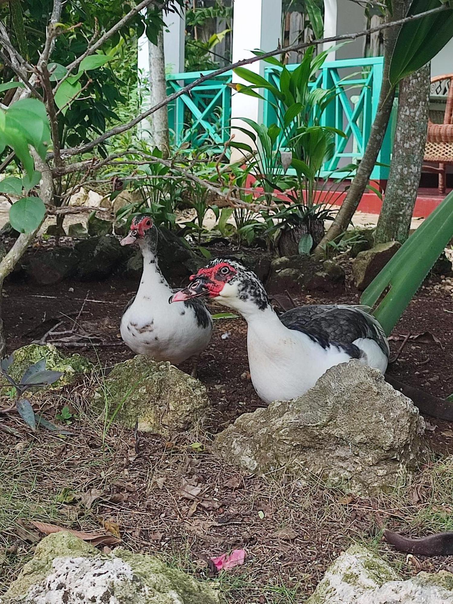 Ltu Garden 3*
