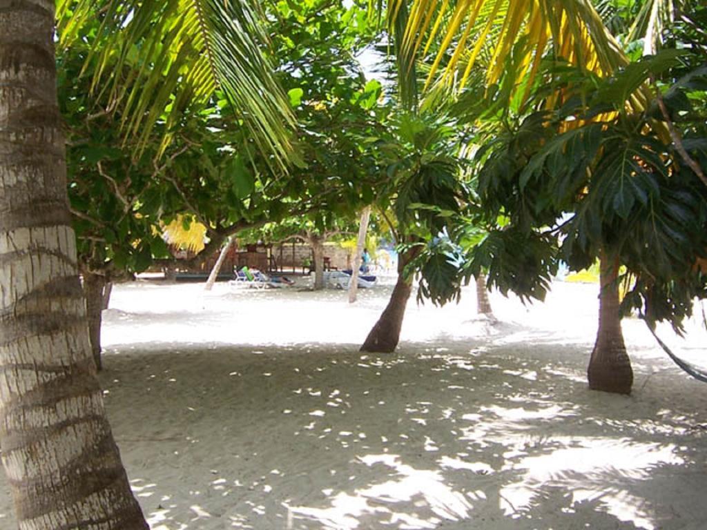 Yellow Bird Sea * Negril