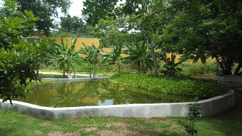 Oasis 2*