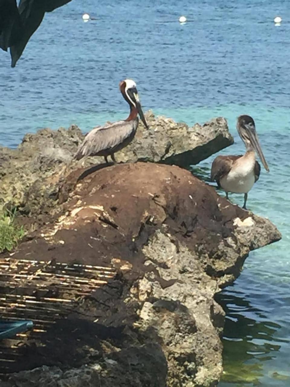 1 Bed Ocean View Negril