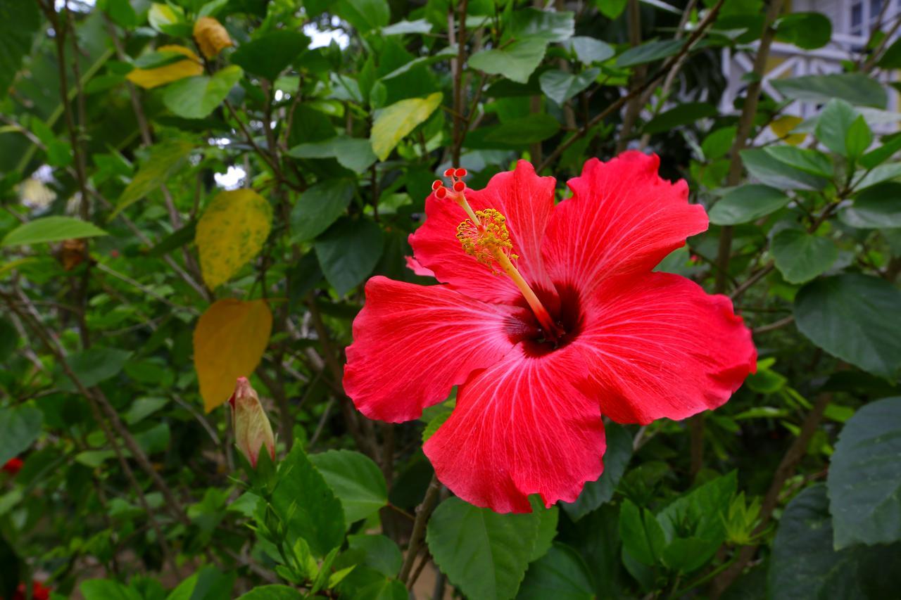 Merrils Ii Negril