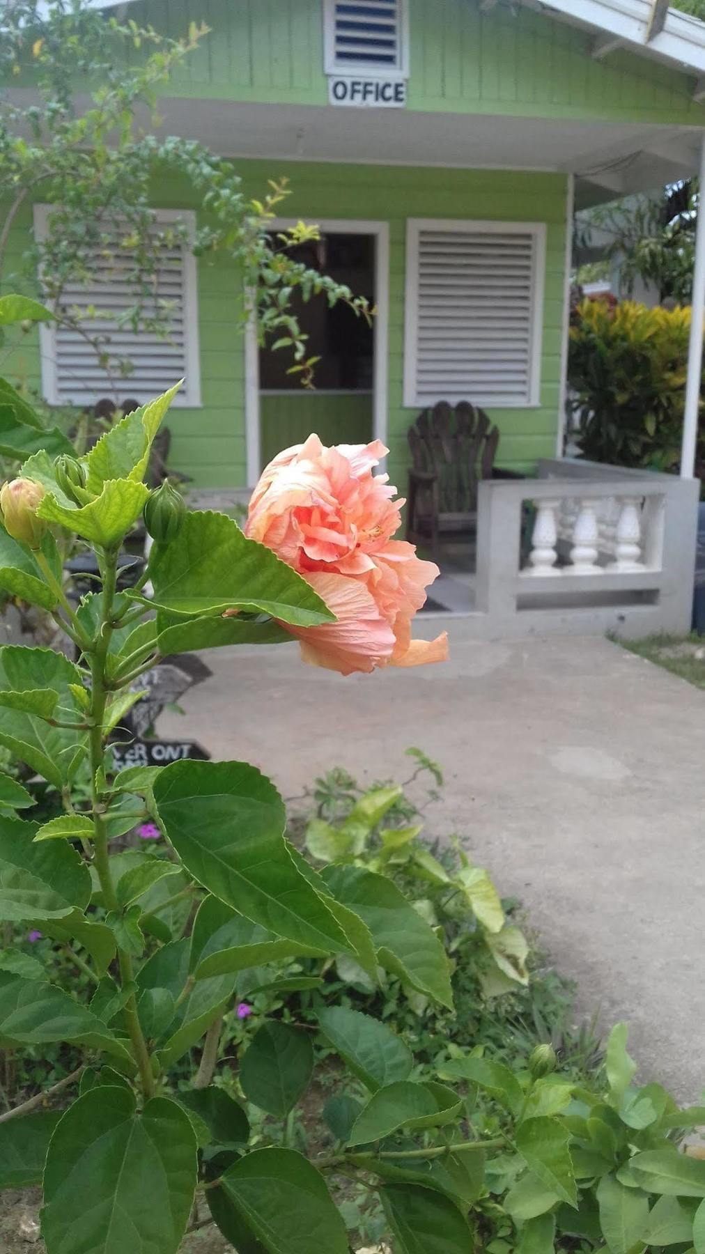 Roots Bamboo Hotel Negril
