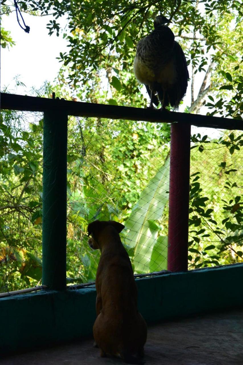 Hostel Rastafari Herbal Gardens *