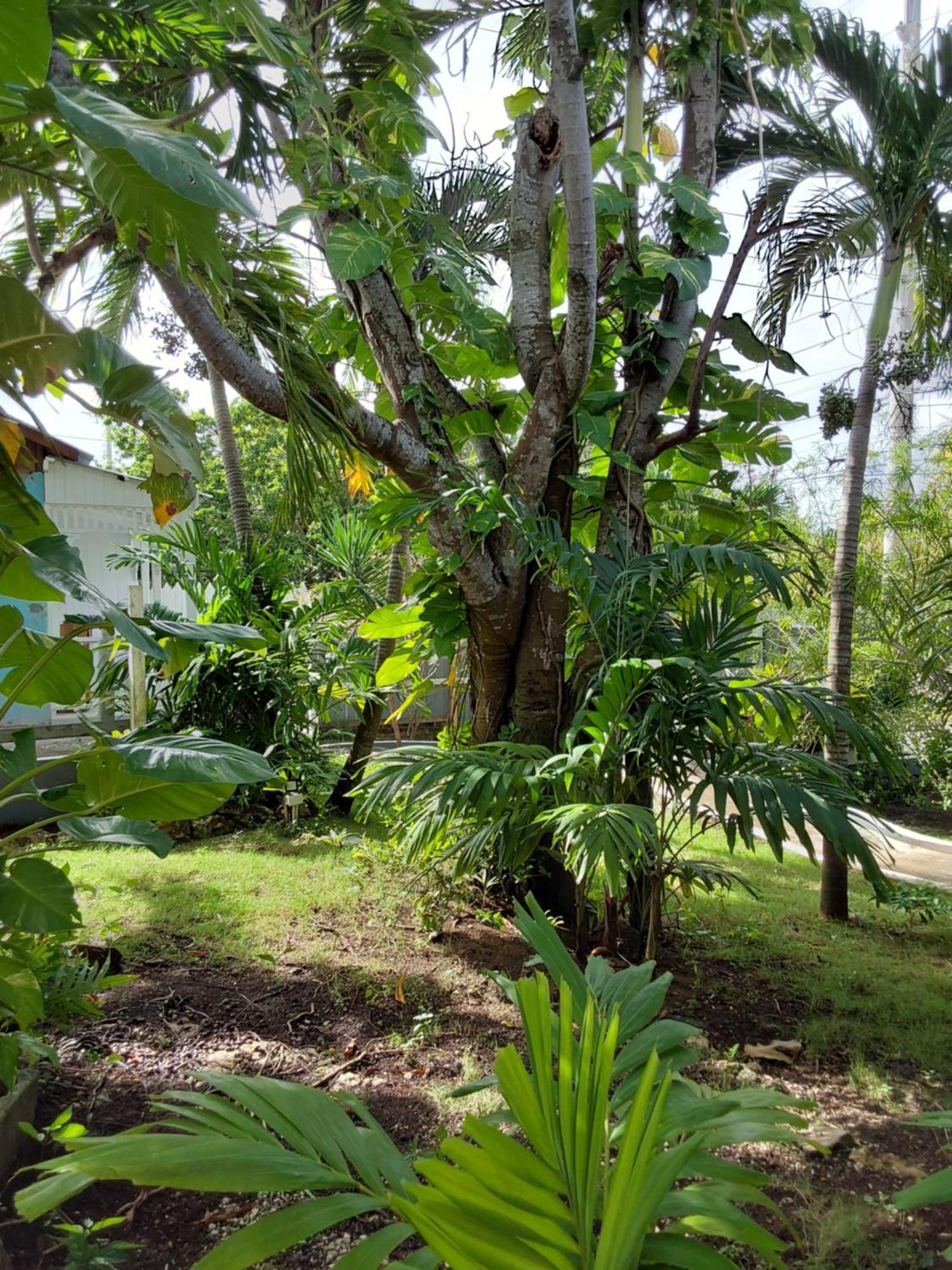 Apartment Shades Of Summer Ja Negril